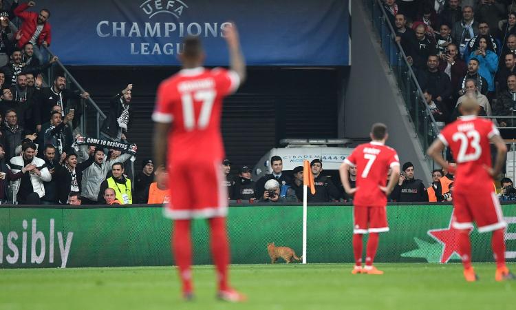 Uefa, multa al Besiktas per il gatto 'invasore di campo'