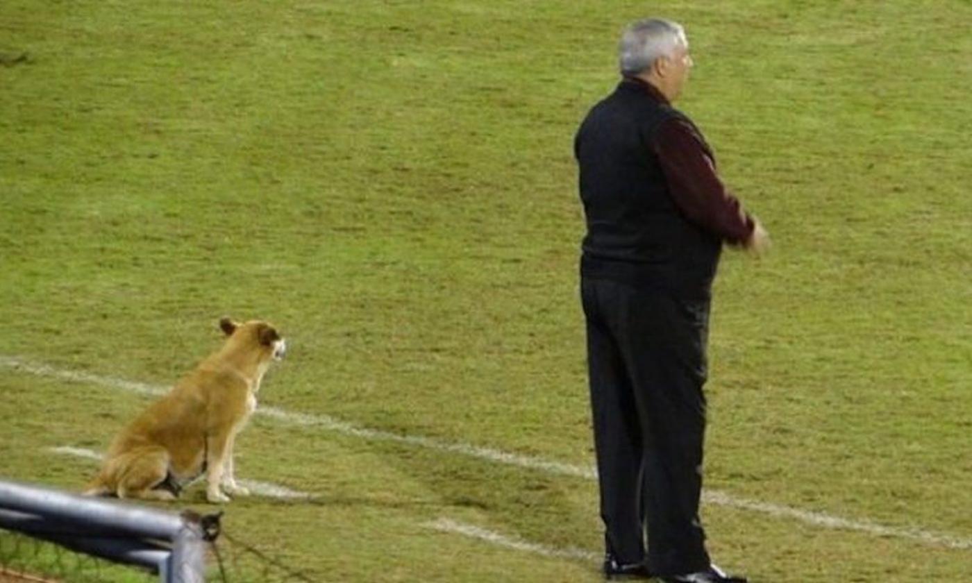 In Paraguay un cane diventa assistente dell'allenatore FOTO 