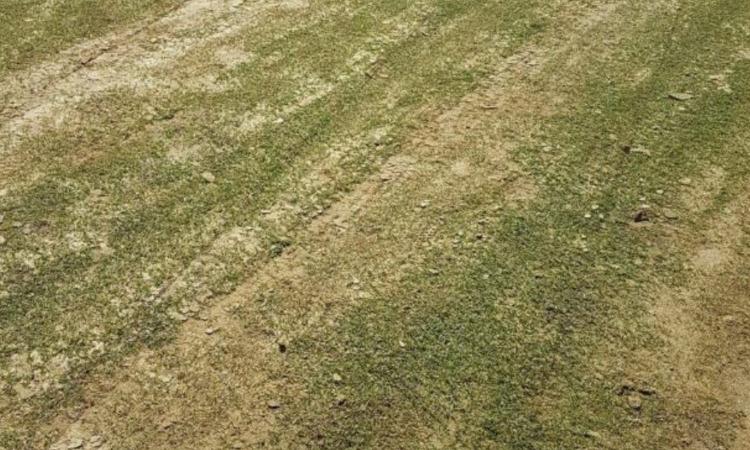 Serie B, incredibile a Cosenza: manto erboso impresentabile, il match col Verona è a forte rischio