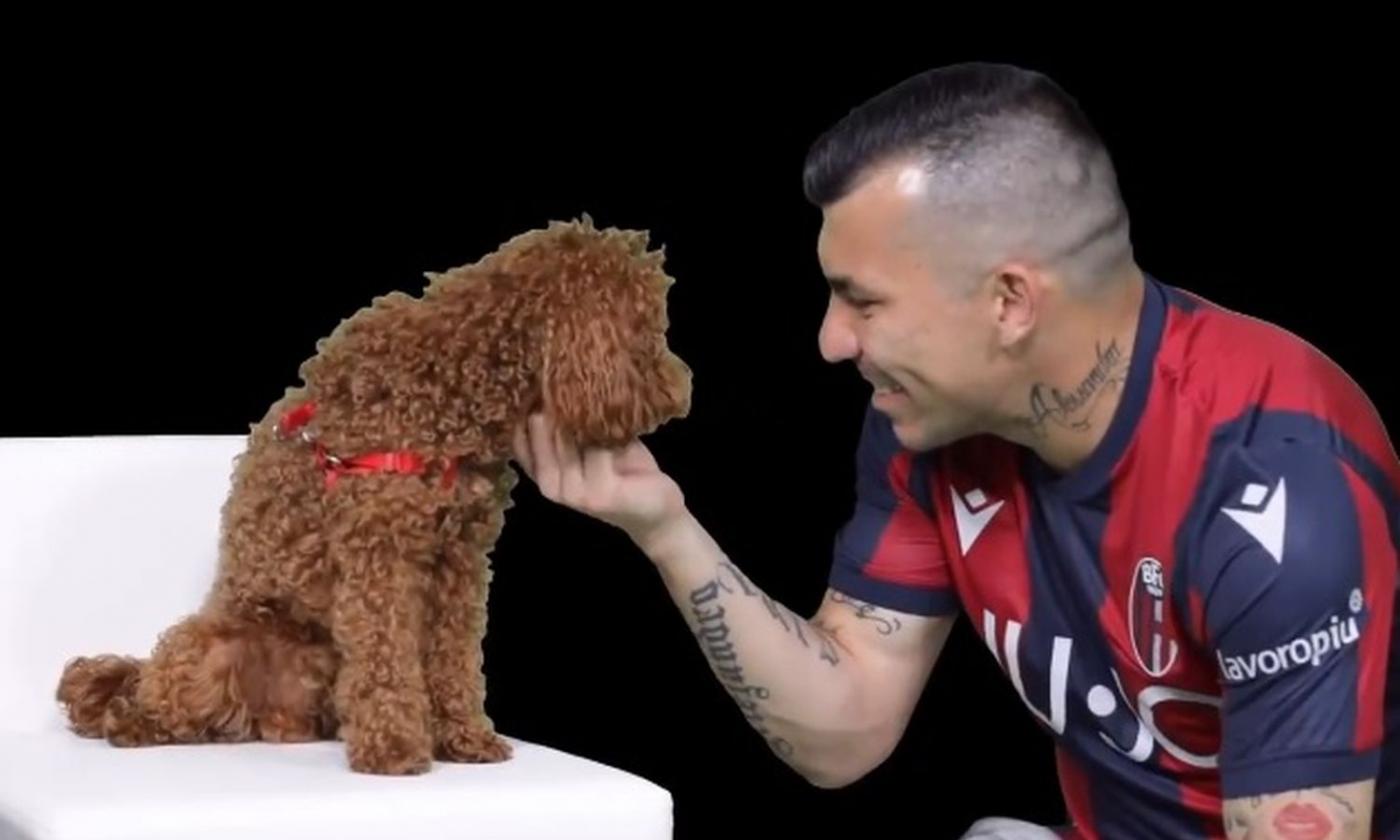 Bologna, il 'Pitbull' Medel annunciato con un barboncino VIDEO