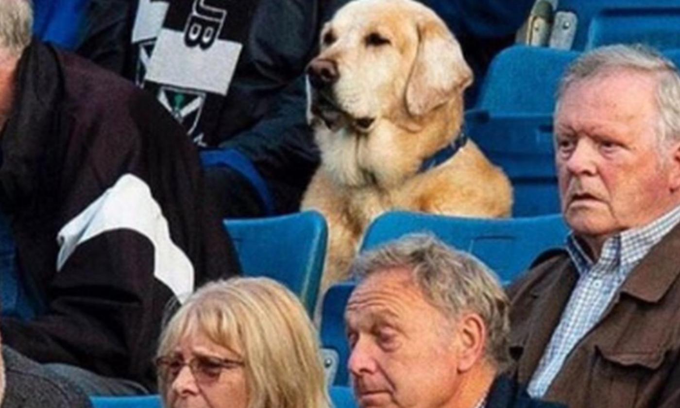 Scozia, un cane... in tribuna! FOTO