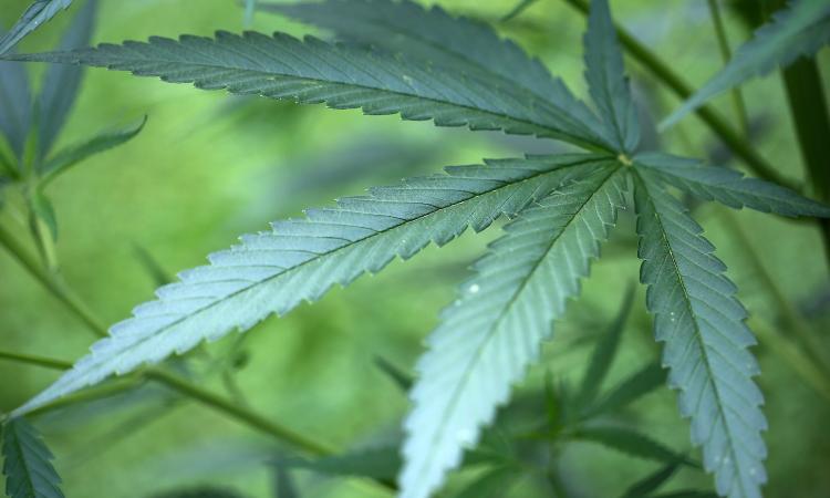 Raggiunto l’accordo: New York legalizza la marijuana a scopo ricreativo, boom per l'economia