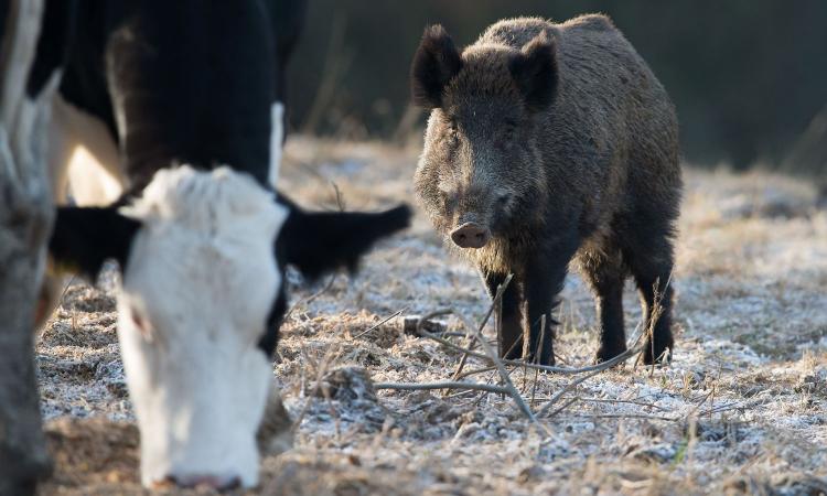 Cacciatori bloccati dal coronavirus, l'allarme dal Veneto: '10mila cinghiali scendono in pianura e distruggono i raccolti'