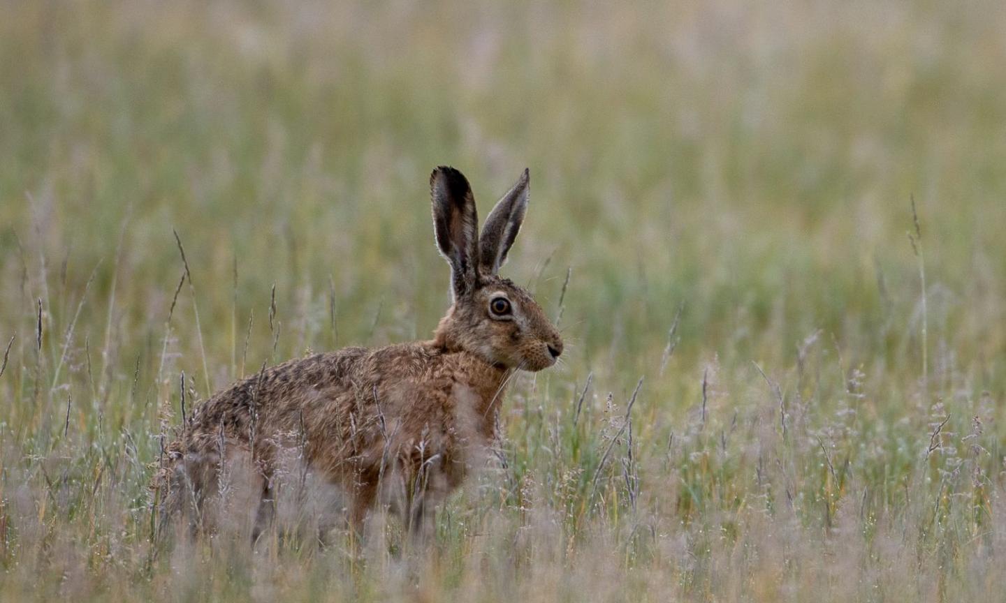 Il Covid ha risparmiato gli animali, ora ci penseranno i cacciatori: che tristezza!