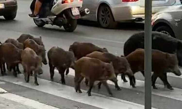 Elezioni Roma, per chi vota il cittadino cinghiale?